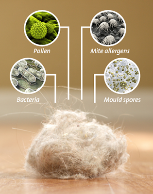 Risk factor house dust Risk factor house dust